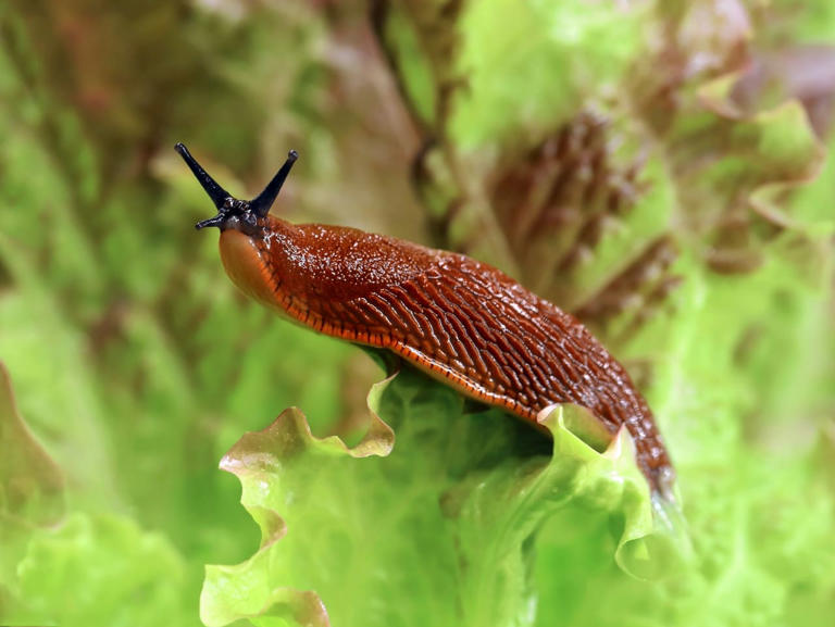 Cette plante est idéale pour éloigner les limaces de votre potager, voici celle qu'il faut planter sans tarder pour obtenir de belles récoltes cet été
