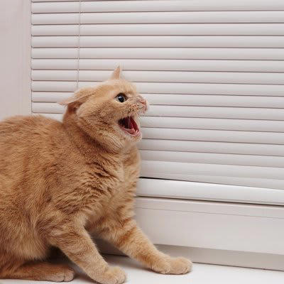 『パニックになっている猫』への間違った対応、3つのNG行為　我を忘れるきっかけになるシーンもご紹介