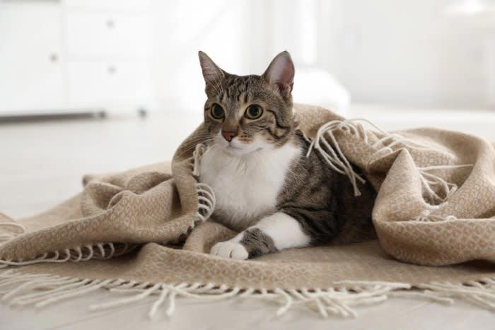 『パニックになっている猫』への間違った対応、3つのNG行為 我を忘れるきっかけになるシーンもご紹介