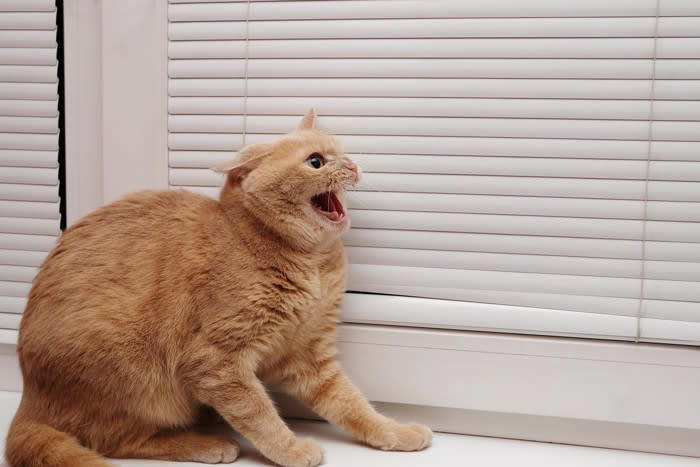 『パニックになっている猫』への間違った対応、3つのNG行為 我を忘れるきっかけになるシーンもご紹介