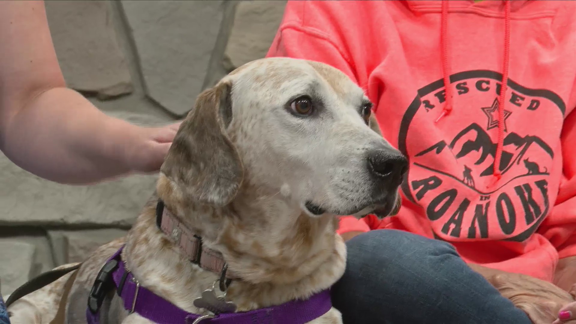 Furry Friends - Meet Jojo!