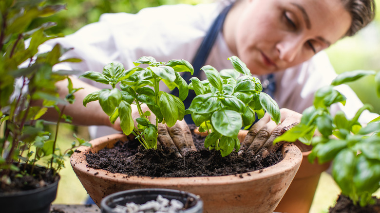 For More Flavorful Basil, Make Sure To Plant This Nearby