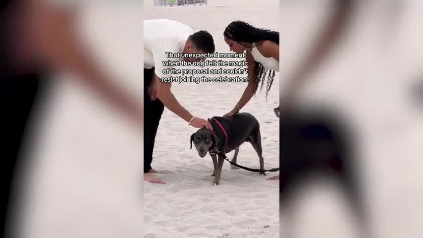 Dog Crashes Marriage Proposal