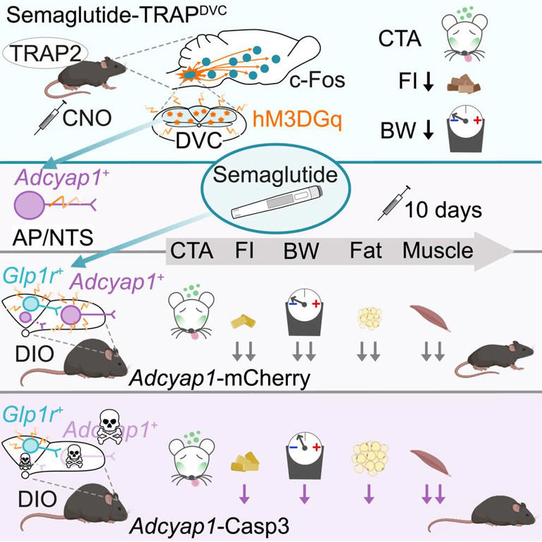 Women Over 40 & GLP-1: Hormonal Considerations 2026