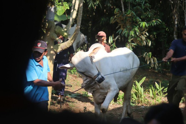 Umur Berapakah Kambing yang Tepat untuk Kurban? Inilah Persyaratannya