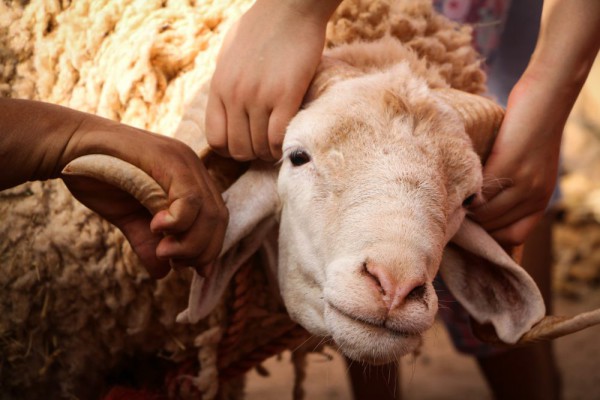 Umur Berapakah Kambing yang Tepat untuk Kurban? Inilah Persyaratannya