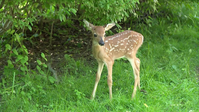 What to do if you see a deer fawn alone? Experts say don't touch or disturb it