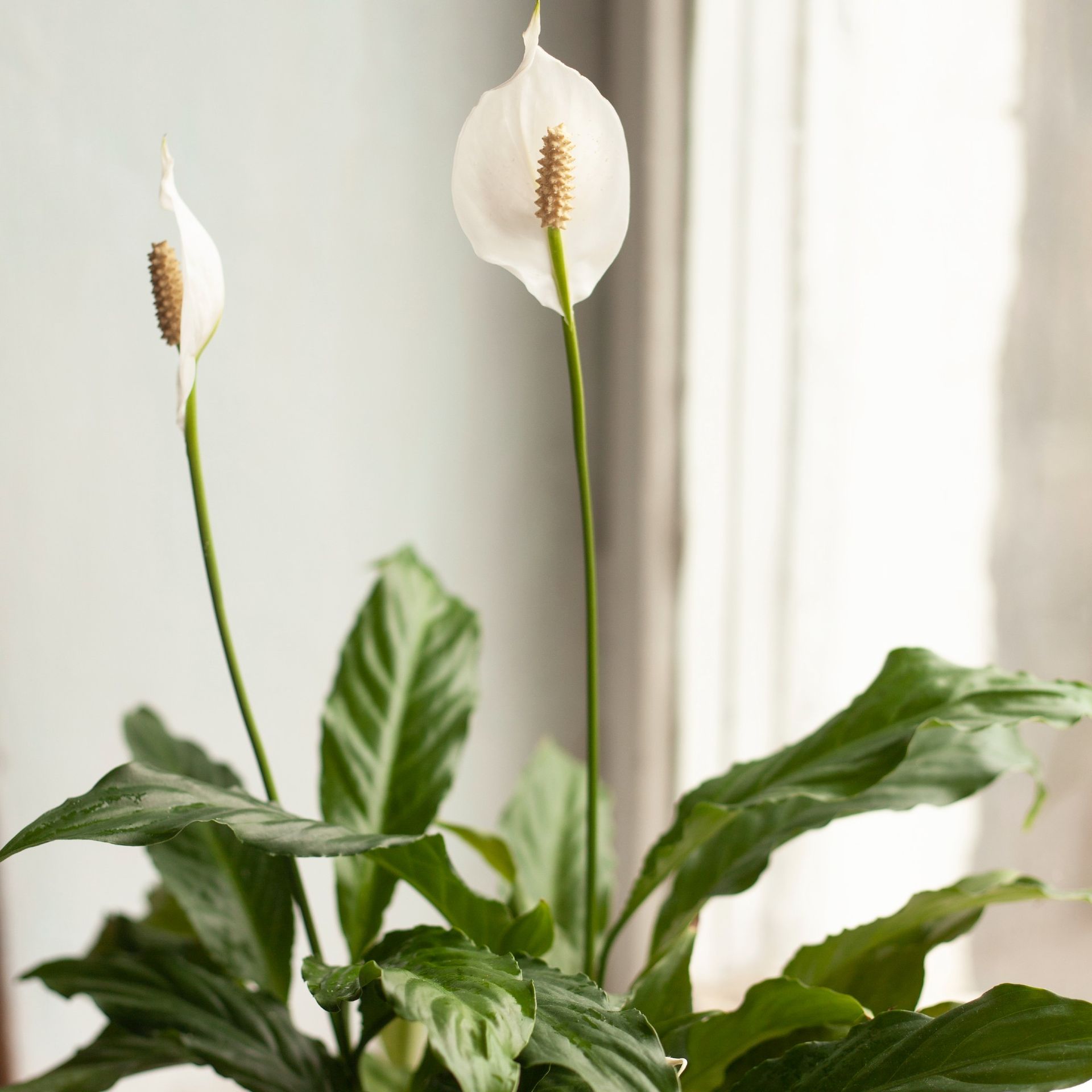 The one place you should never keep a peace lily experts say it will