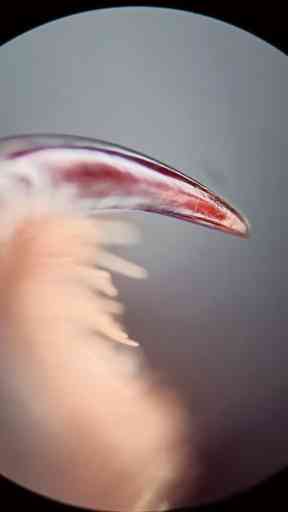 How Spiders Molt: A Detailed Look