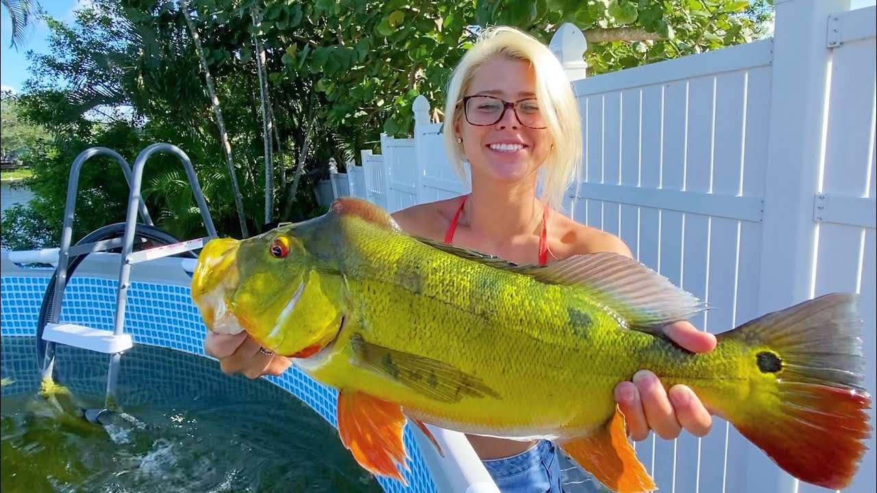 Building the dream aquarium one colorful fish at a time!
