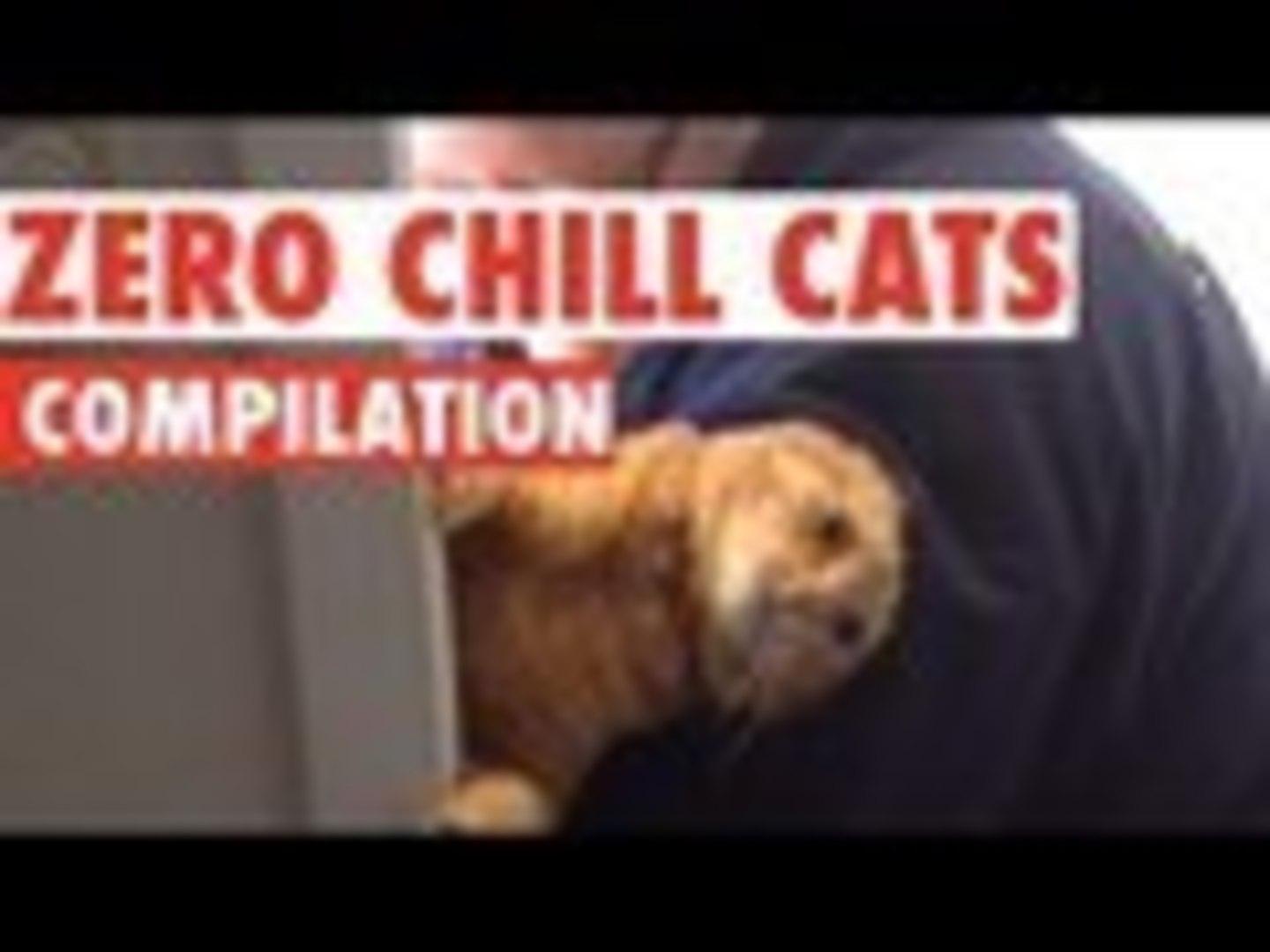 Funny Cats With Zero Chill Pet Compilation