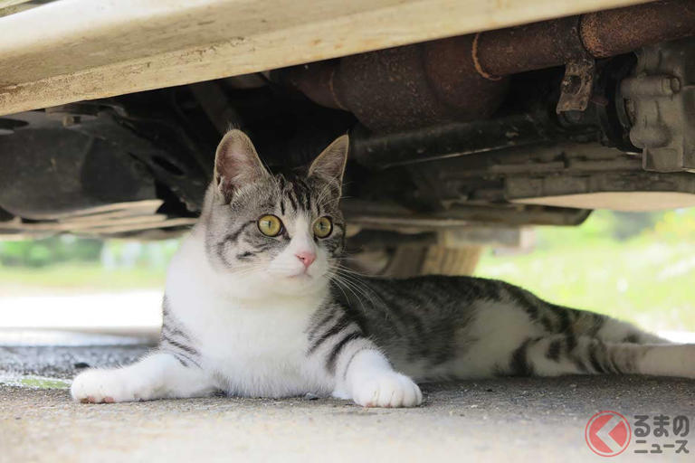 なぜ「6月」に猫のトラブル発生しがち？
