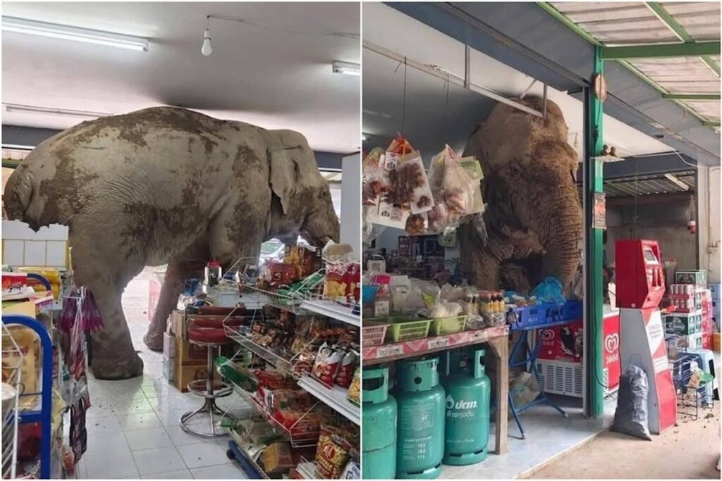 Wild elephant raids grocery store in Thailand to look for treats