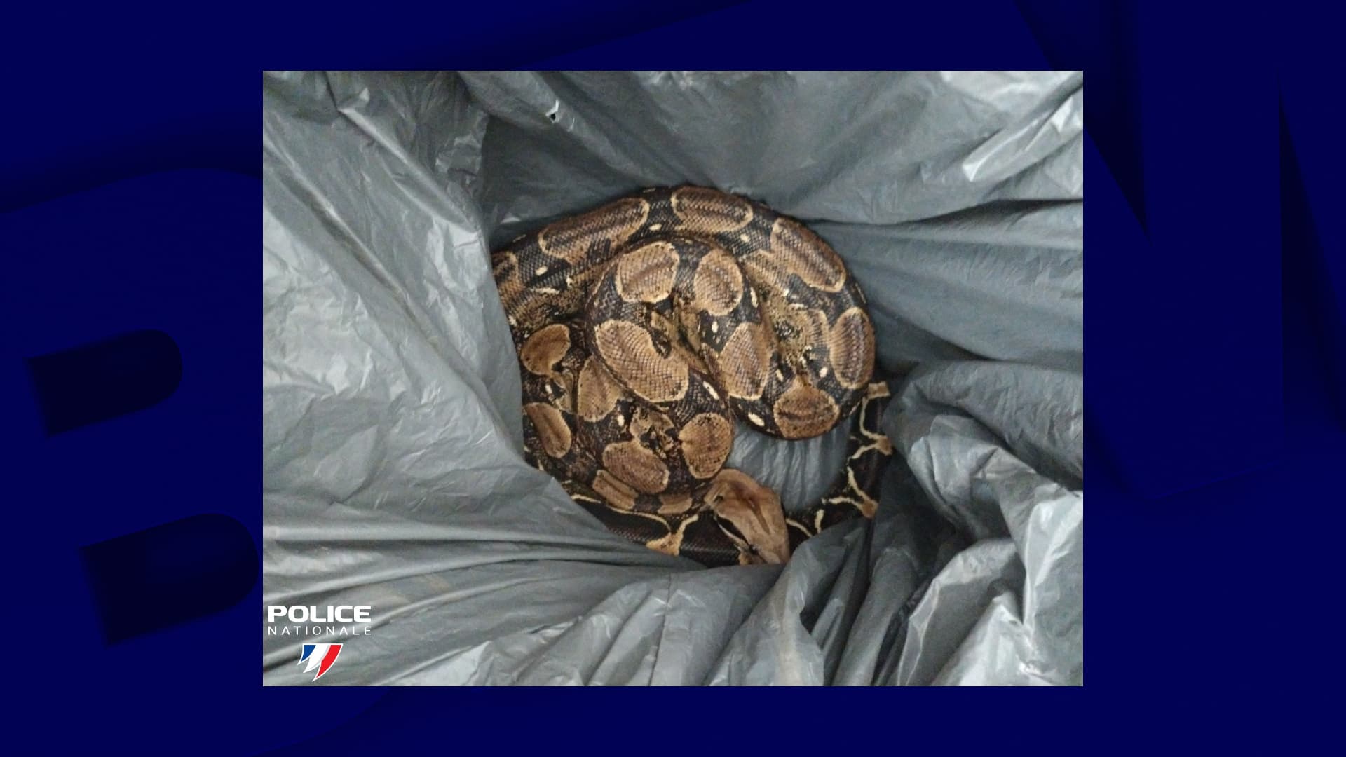 MaineetLoire une habitante retrouve un boa constrictor sur le pas de(02)