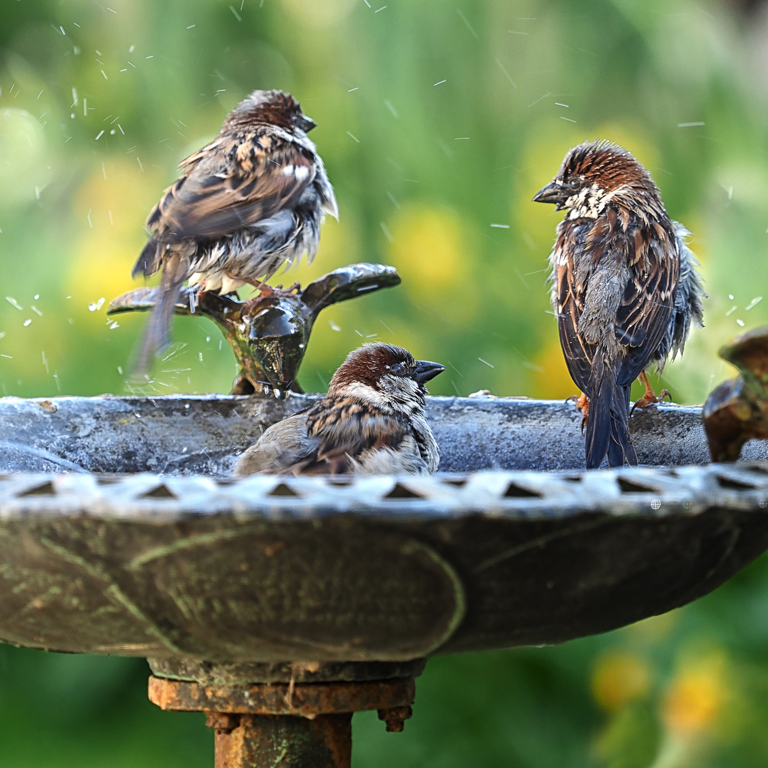 5 reasons garden birds aren't visiting your bird bath and what