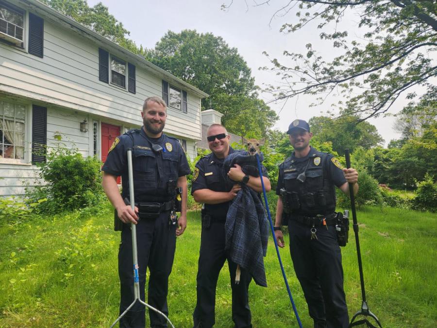 Wolcott police rescue deer from swimming pool