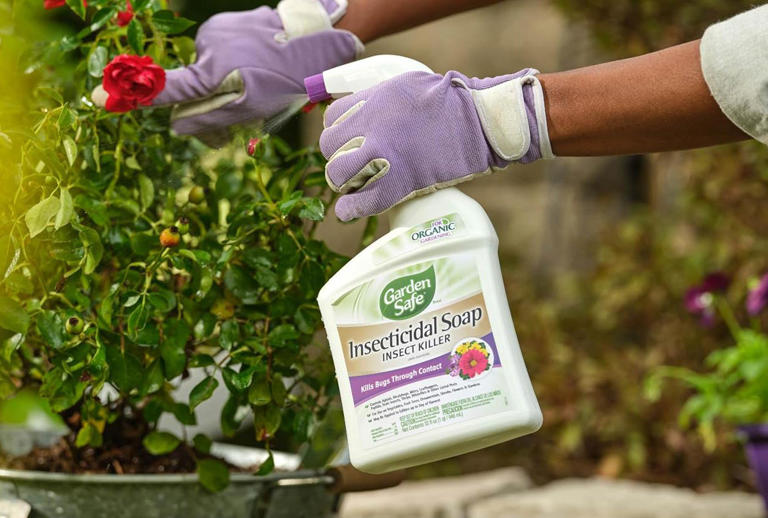 These Insecticides for Aphids Are an Effective Last Line of Defense