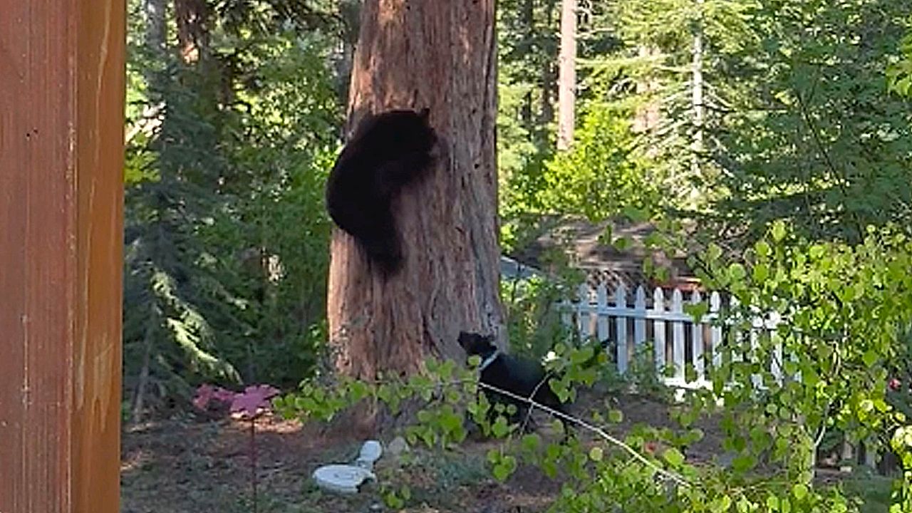 Brave pup sends bear scrambling up tree in wild backyard encounter