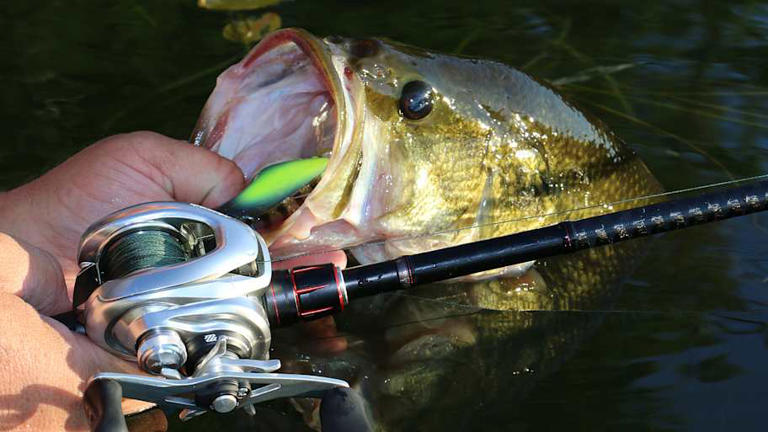 Frog Fishing for Bass: How to Trigger Explosive Strikes in Summer Slop