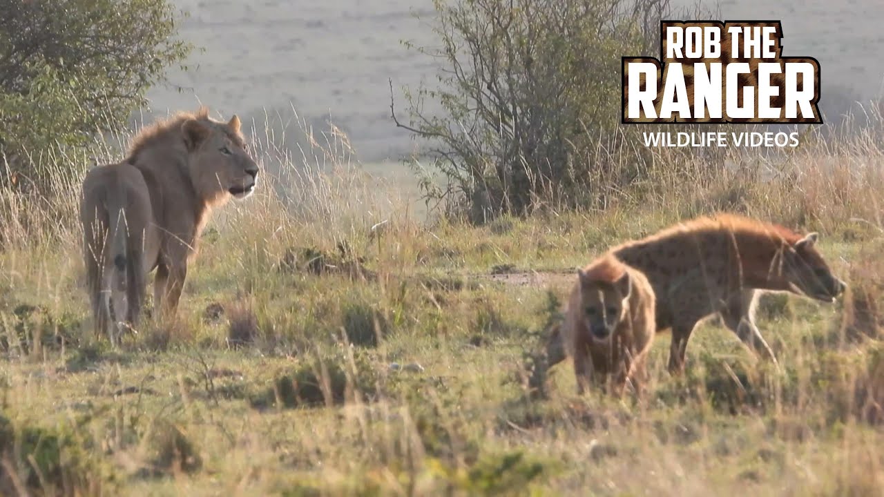 Hyenas Corner Young Lions In Bold Show Of Force