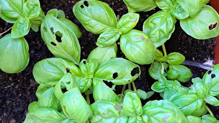 What’s Eating My Basil?: 5 Causes of Holes in Basil Leaves