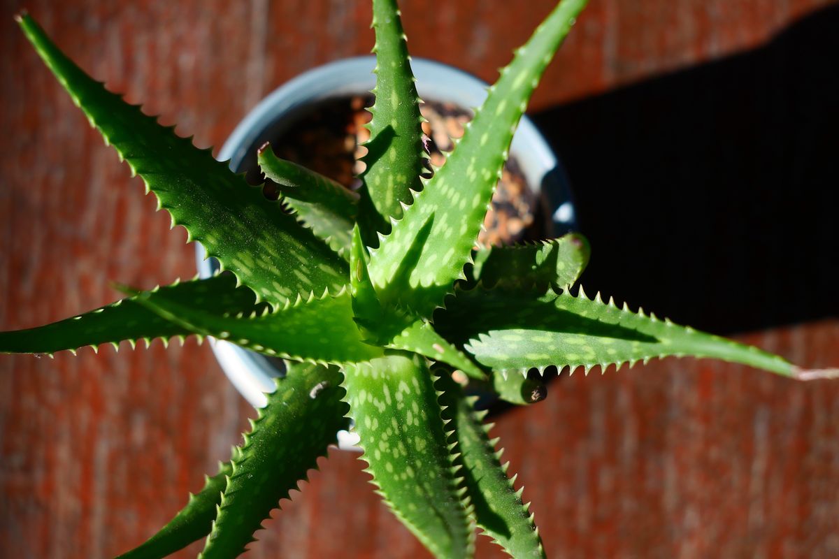 Calling All Plant Parents! Here's an Expert Guide on Caring for an Aloe ...