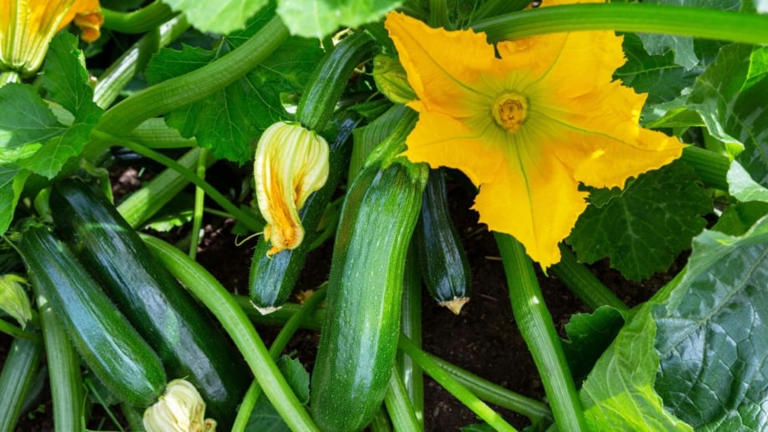 How Many Zucchini Plants Do You Need for Pollination?