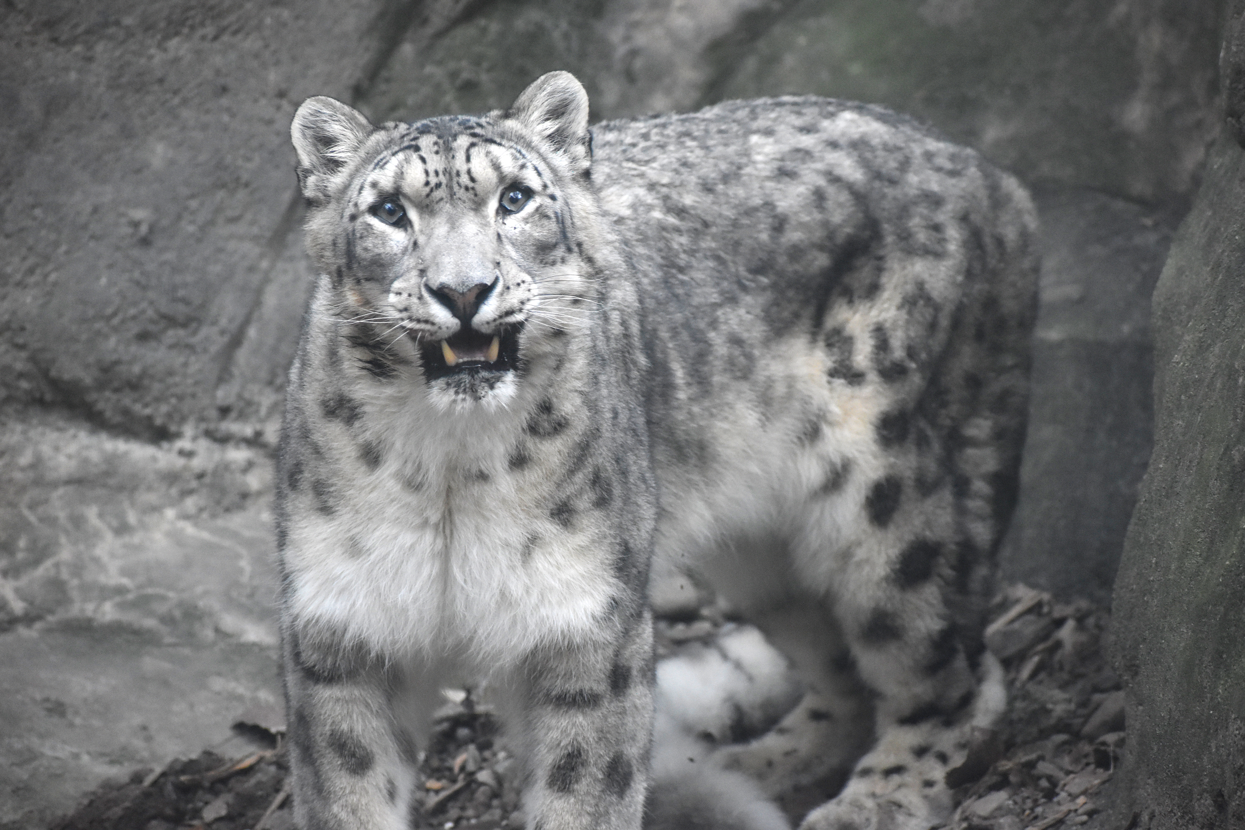 Akron Zoo's snow leopard Tai Lung back on public display