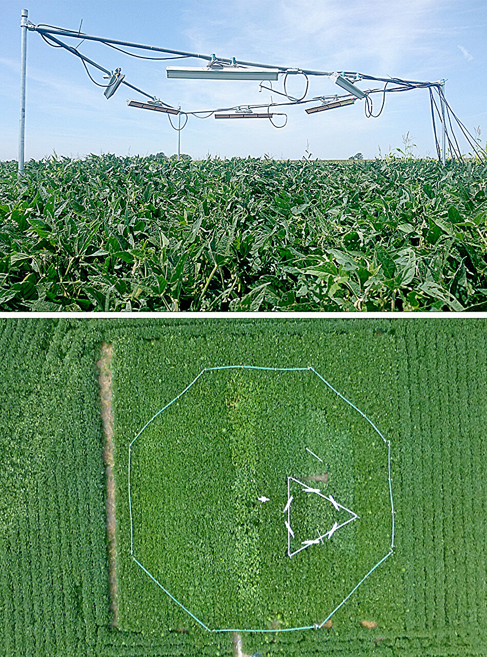 Heat-resilient crops: Altering leaf orientation, chemistry and ...