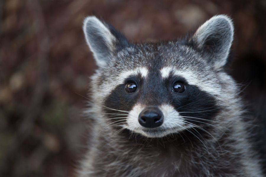 Kentucky man arrested after raccoon incident linked to mule chase