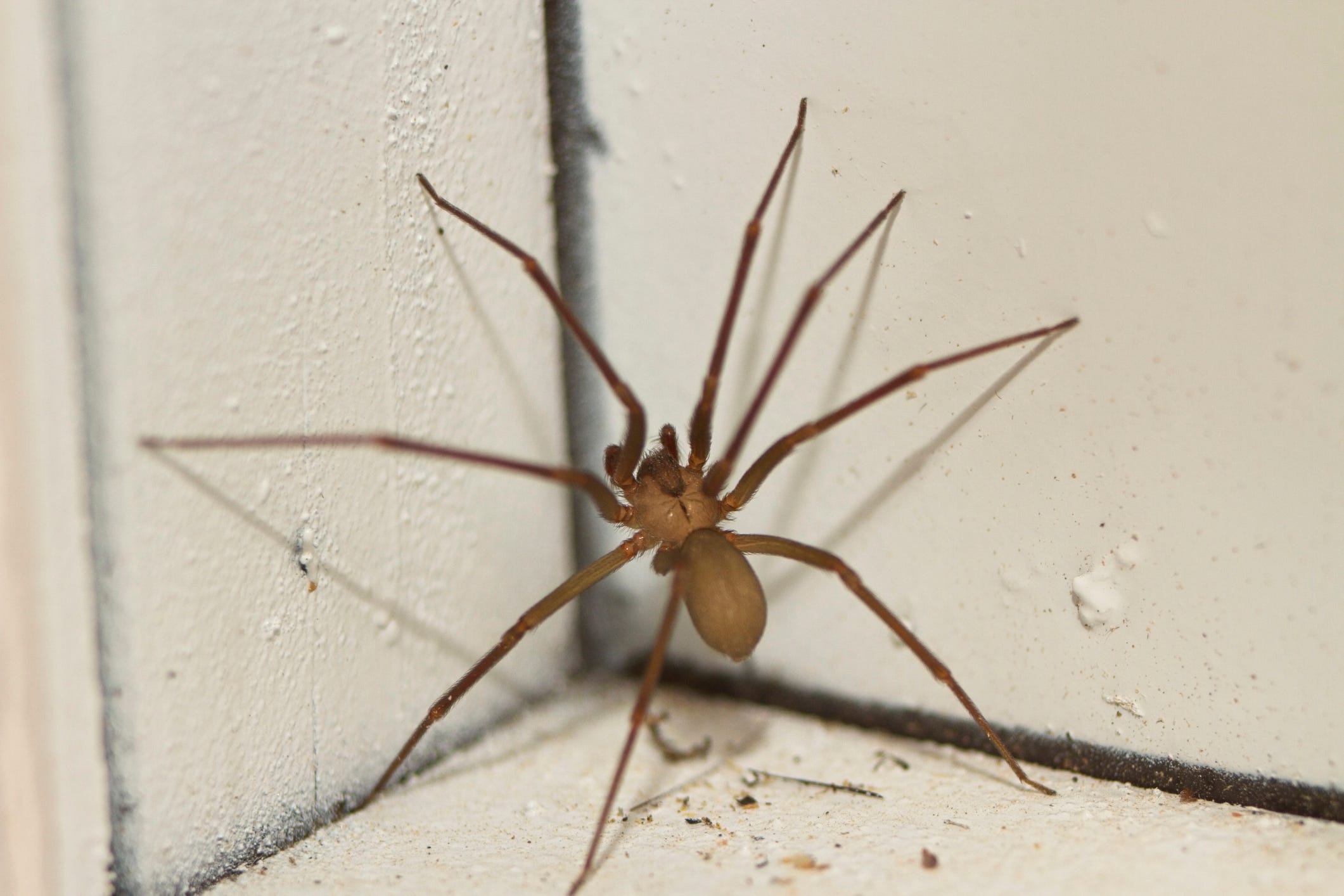Could that spider be a brown recluse? How to spot, avoid and deal with ...