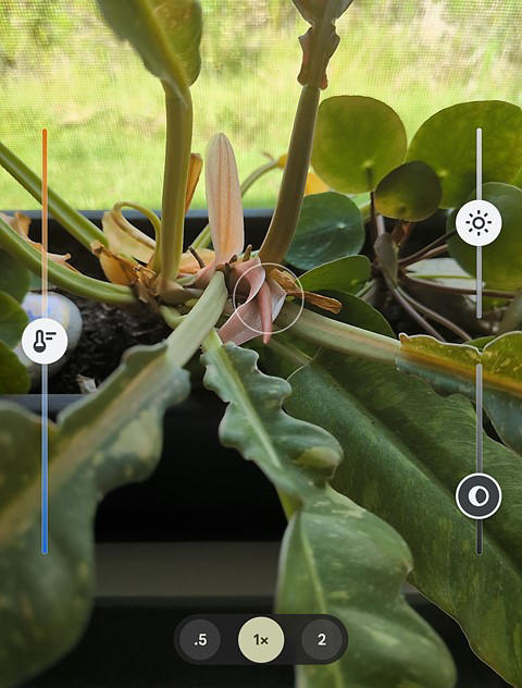 a screenshot of google pixel camera app with a plant in the frame and controls on the sides