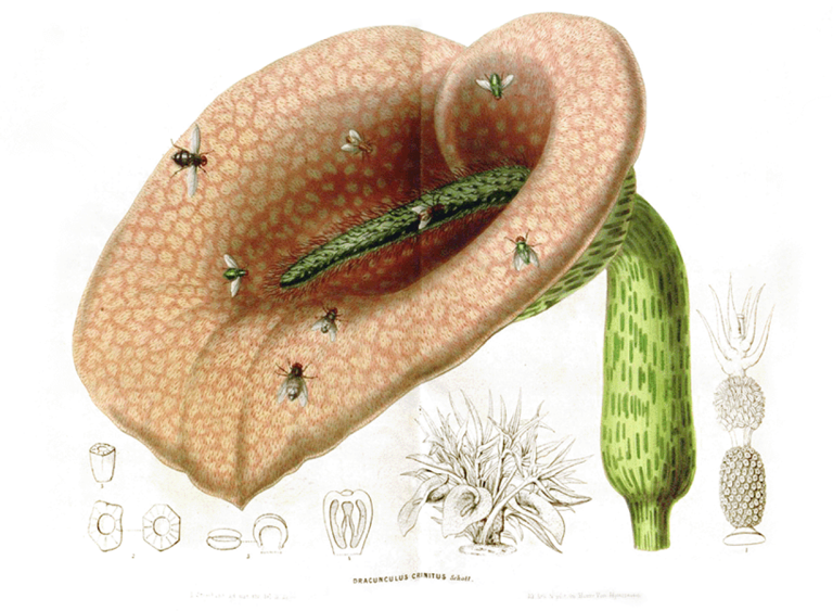 Rotten tricks: How hot and stinky plants woo pollinators