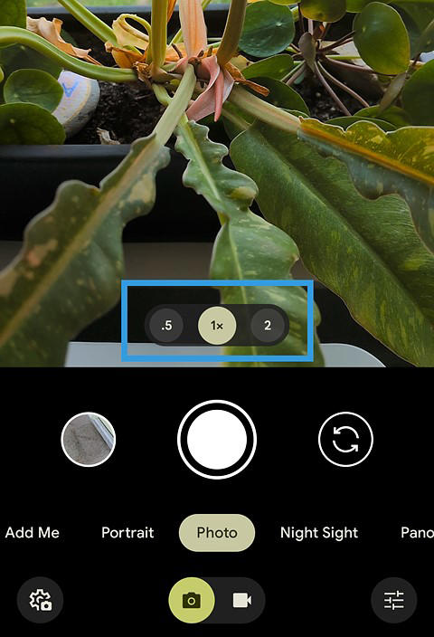 a screenshot of google pixel camera app with a plant in the frame and box around magnification