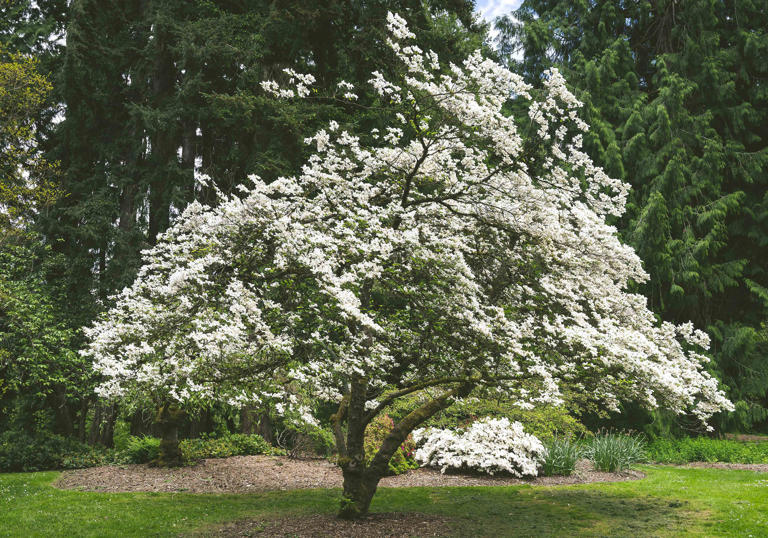 7 places to never plant a tree, according to gardening experts