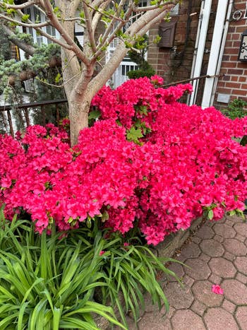 Vibrant azalea bushes in full bloom by a tree on a paved garden path, creating a lush, inviting outdoor scene