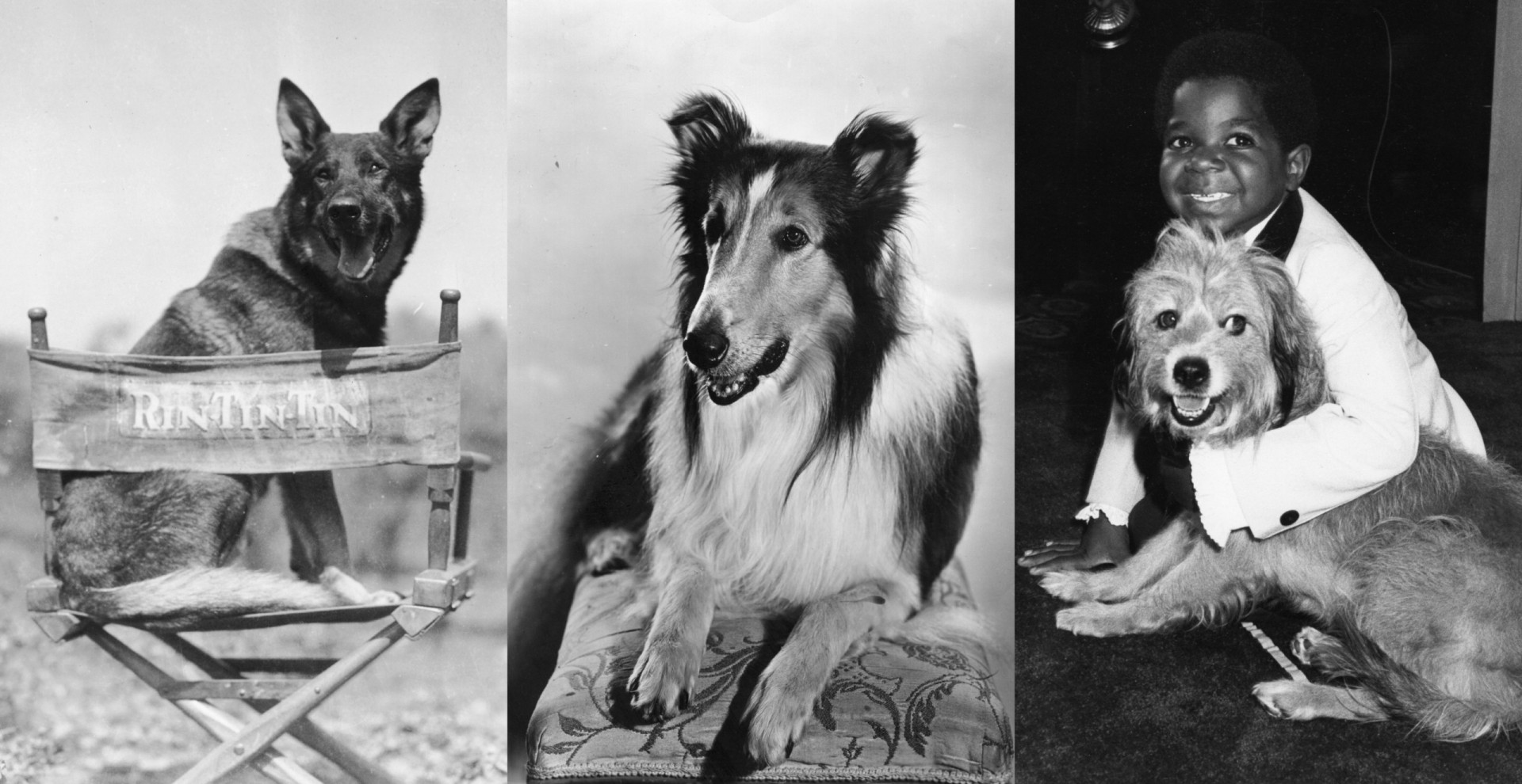 The beloved dogs that have stolen our hearts