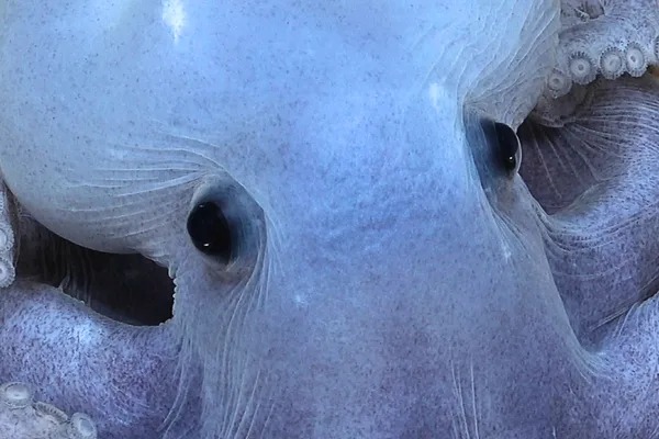 Mystery from the deep: rare octopus spotted over 4,400 metres below the ...