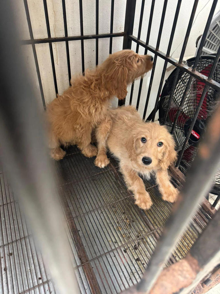 Tijuana Authorities Shut Down Illegal Pet Store
