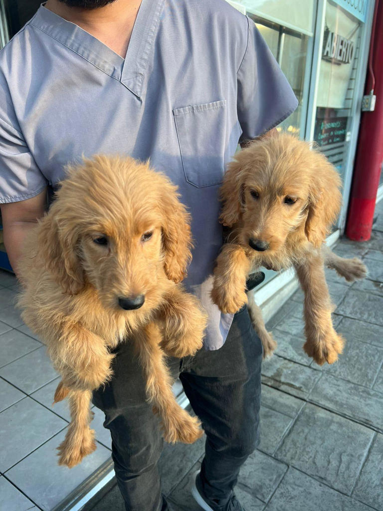 Tijuana Authorities Shut Down Illegal Pet Store