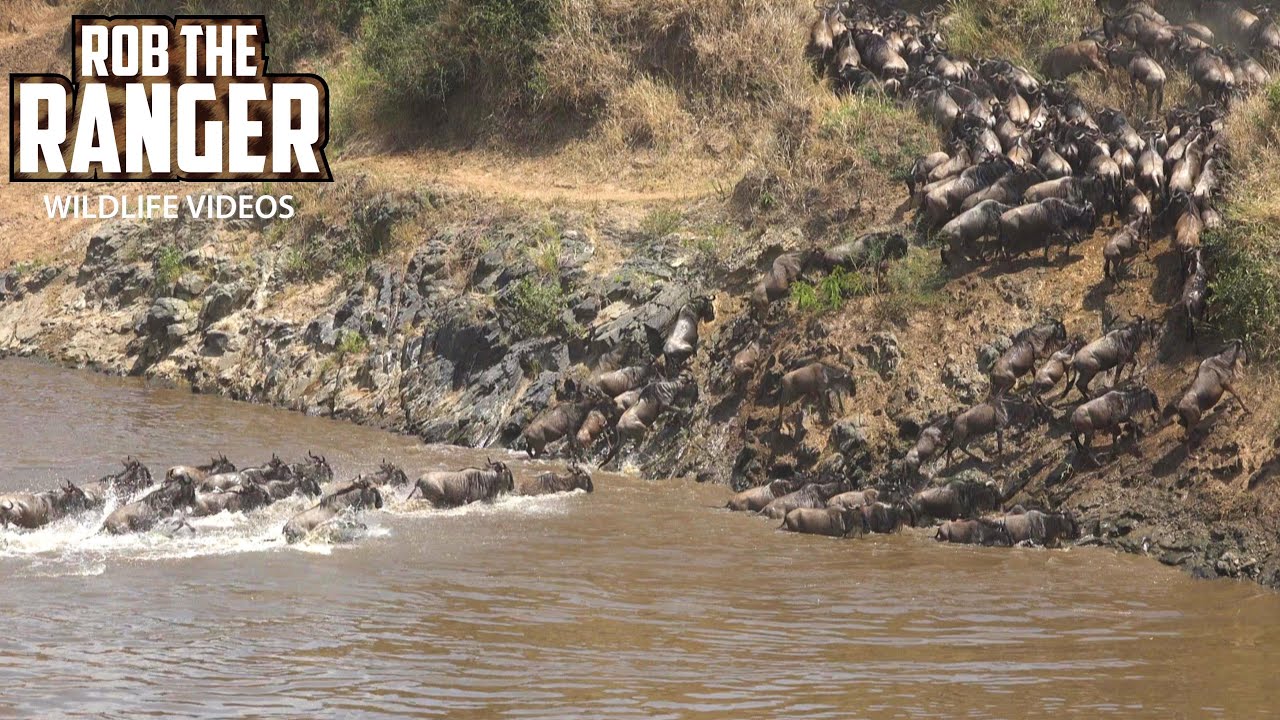 Gnus and zebras brave Mara River during great migration
