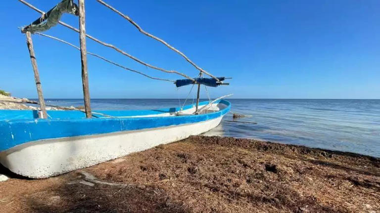Yucatán en alerta por arribo de grandes cantidades de sargazo a sus costas;  prestadores de servicios temen que afecte al turismo