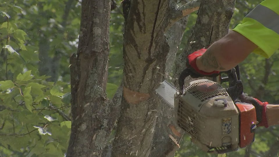 How to catch a dying tree before it falls