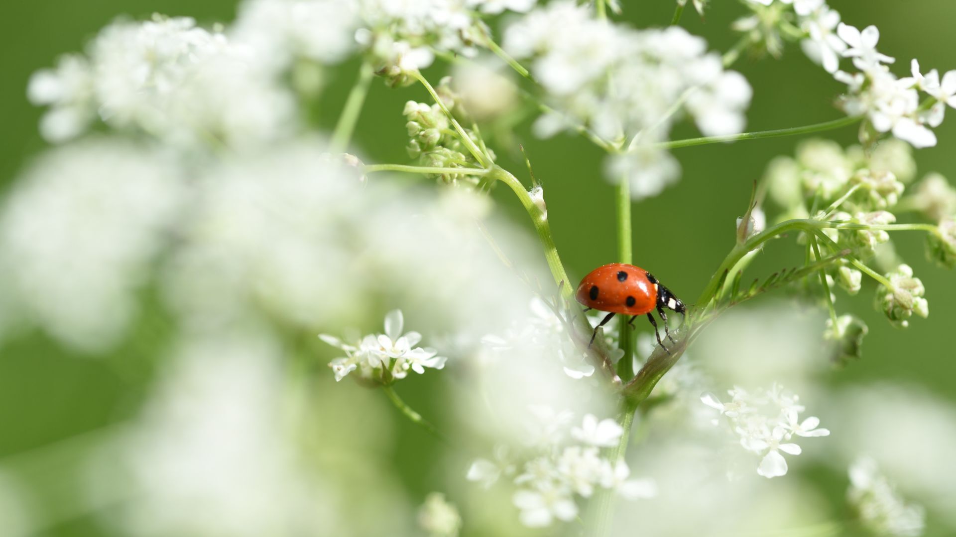 If pests are running riot in your garden, it might be time to unleash ...