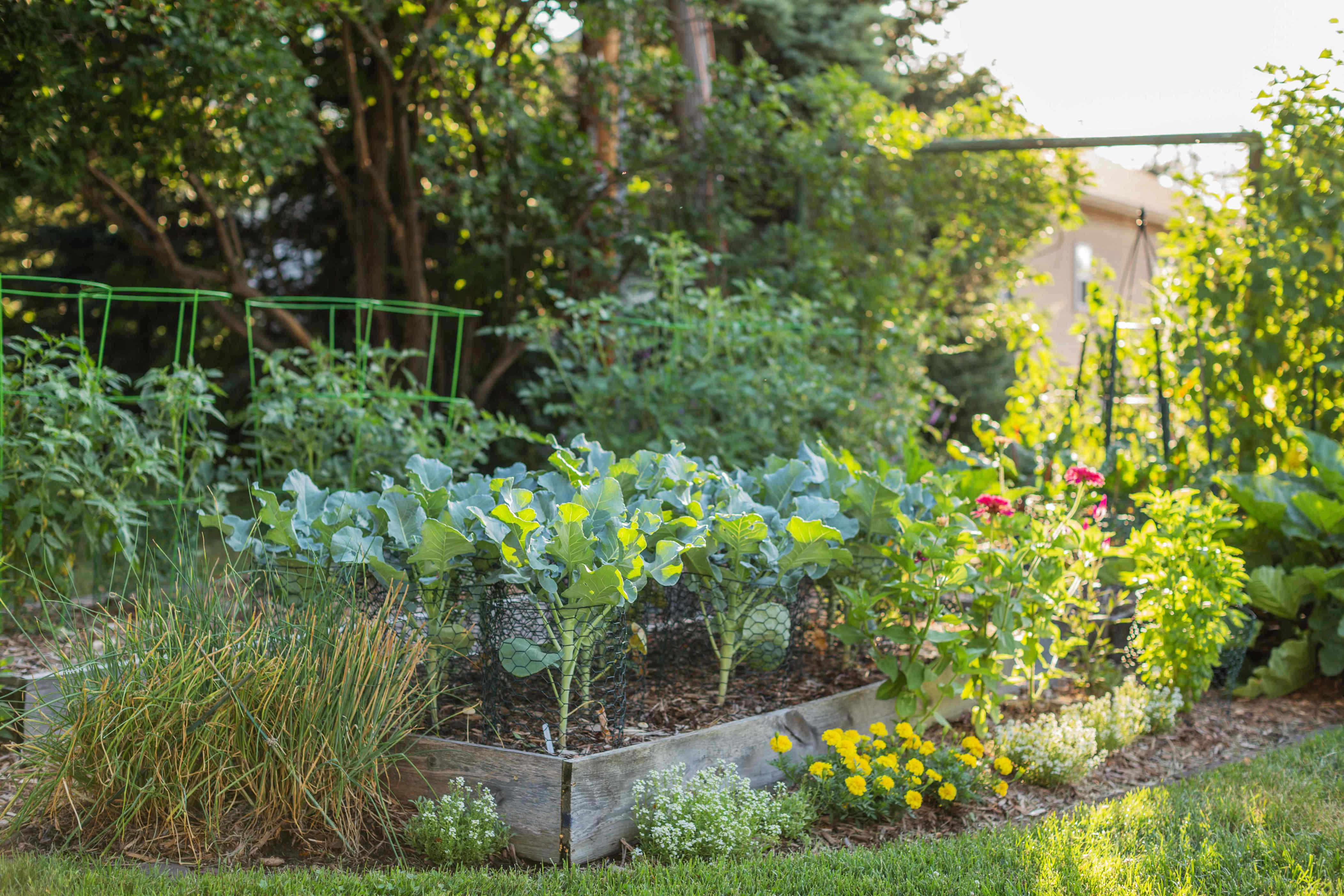 10 proven natural ways to keep pests out of your vegetable garden without chemicals