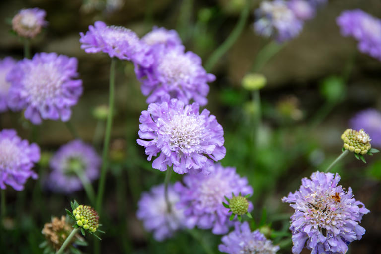 7 perennial flowers to plant now for a vibrant summer garden