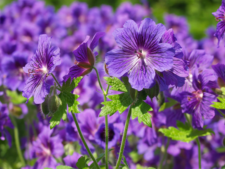 7 perennial flowers to plant now for a vibrant summer garden