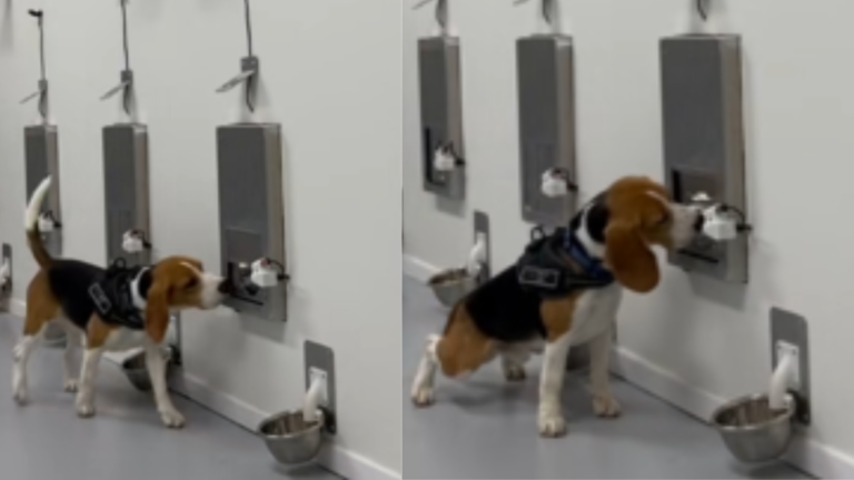This Beagle Can Sniff Out Cancer—Watch Him Detect It With Shocking Accuracy
