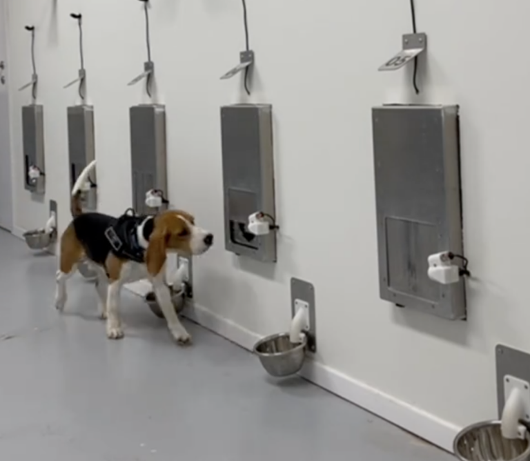 This Beagle Can Sniff Out Cancer—Watch Him Detect It With Shocking Accuracy