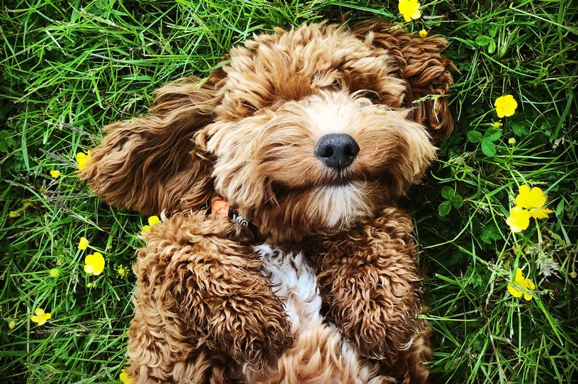 Dog trainer shares 'clear' sign your pet displays if they're happy